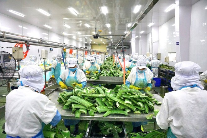 Thực phẩm G.C (GCF): Hé lộ cổ đông chiến lược tham gia mua hơn 7,1 triệu cổ phiếu riêng lẻ 