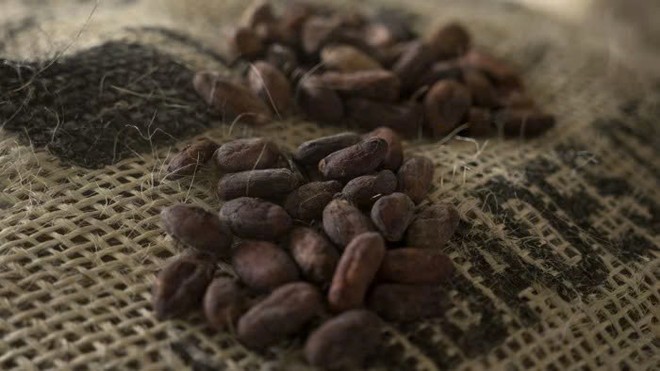 Giá ca cao giảm xuống mức thấp nhất trong 20 tháng