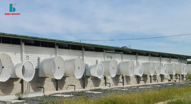 Lãi quý III/2025 của Siba Group (SBG) giảm tới 75,3%, về 4,33 tỷ đồng