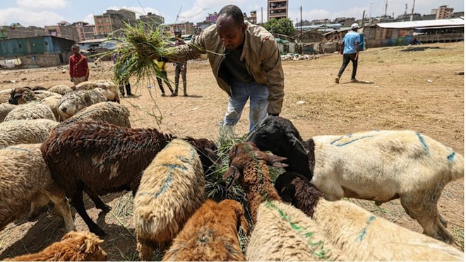 Xuất khẩu thịt đến vùng Vịnh bị mắc kẹt do ảnh hưởng của cuộc xung đột