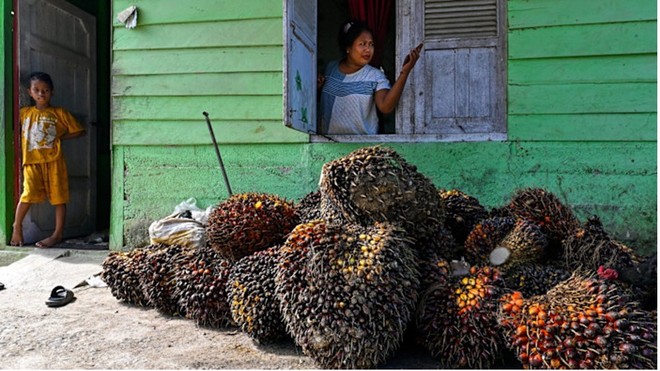 Cú sốc năng lượng khiến nhu cầu nhiên liệu sinh học tăng vọt