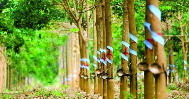 Cao su Phước Hoà (PHR) bị nhắc nhở chậm công bố thông tin