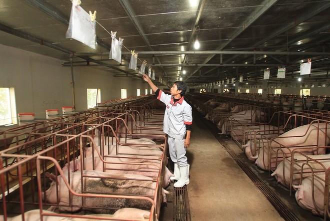 Dabaco Việt Nam (DBC): Lãi quý I/2026 giảm 26,4% khi giá heo hơi thấp hơn cùng kỳ