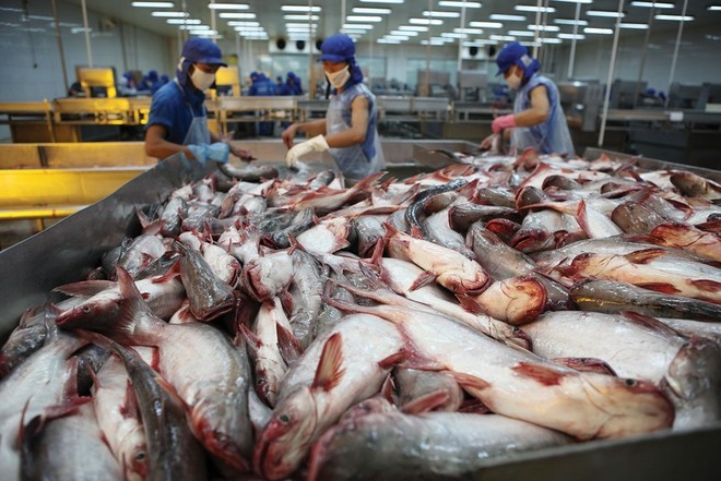 Nam Việt (ANV) lên kế hoạch lãi 1.070 tỷ đồng trong năm 2026
