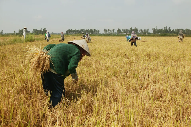 Chiến sự và thời tiết cực đoan châm ngòi cú sốc giá lương thực mới