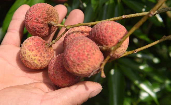 Đặc trưng của vải thiều Lục Ngạn là quả to tròn, vỏ chín có màu đỏ tươi, cùi vải dày, màu trắng trong, giòn, vị ngọt thanh và hạt nhỏ.