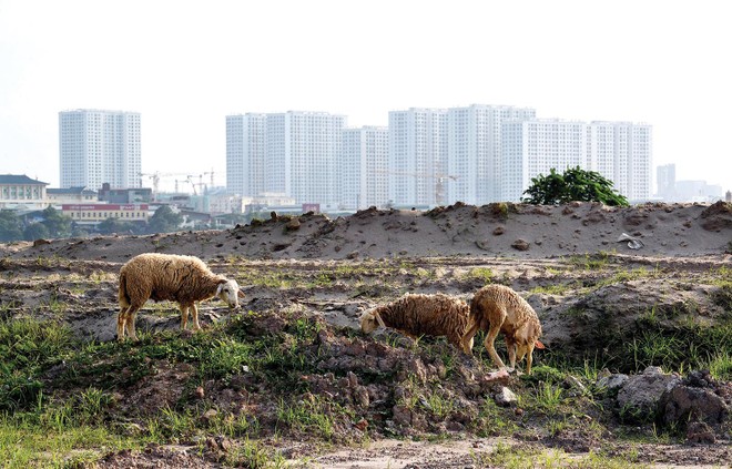 Nhiều khu đất dự án nằm chờ triển khai do chưa xác định được tiền M3. Ảnh: Dũng Minh 