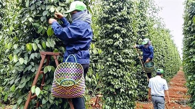 Việt Nam giữ vị trí nguồn cung hạt tiêu lớn nhất vào thị trường Mỹ.