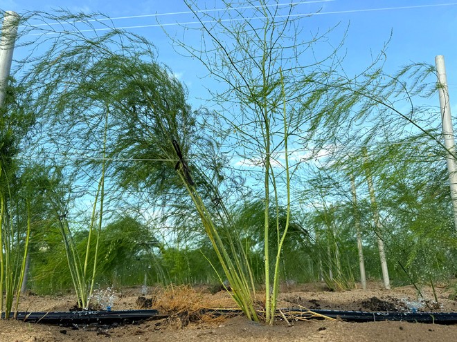 Cây Măng tây với hệ thống tưới nước tiết kiệm