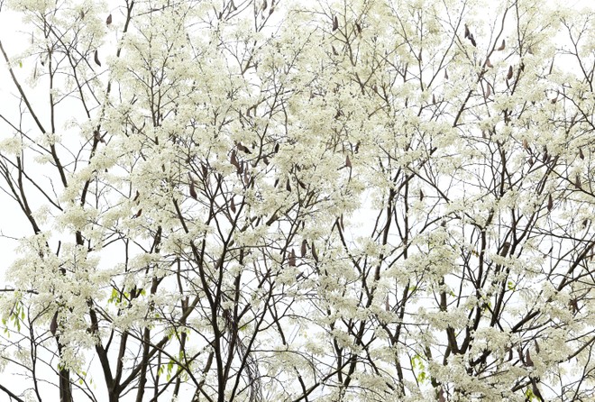 Hà Nội trắng trời hoa sưa 