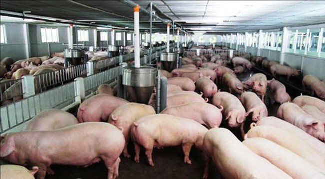 Phú Yên: Thêm doanh nghiệp bị xử phạt do vi phạm quy định về môi trường