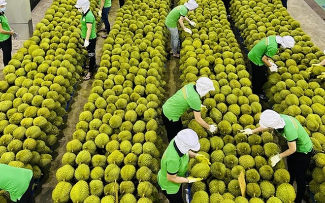 Một trong những thị trường nhập khẩu lớn trái cây của Việt Nam là thị trường Trung Quốc.