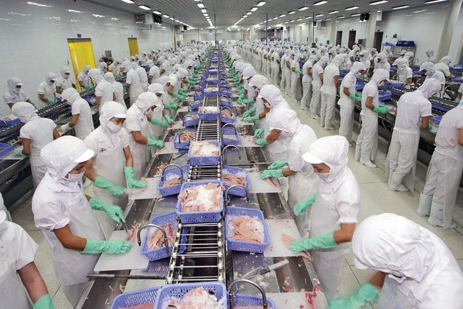 Giá cá tra nguyên liệu tăng mạnh từ giữa năm 2024 và đang ở mức cao nhất trong vòng 3 năm