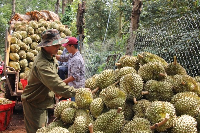 Xuất khẩu sầu riêng bất ổn khiến xuất khẩu rau quả giảm mạnh 3 tháng liên tiếp.