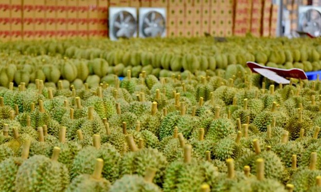 Xuất khẩu sầu riêng giảm mạnh đã kéo xuất khẩu toàn ngành rau quả đi xuống.