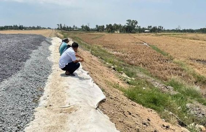 Khu vực lúa chết bất thường cạnh cao tốc Cần Thơ - Cà Mau.