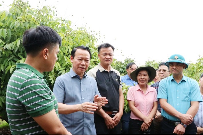 Bộ trưởng Bộ Nông nghiệp và Môi trường Đỗ Đức Duy kiểm tra vùng trồng vải thiều ở Bắc Giang.