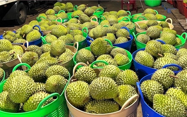 Xuất khẩu rau quả nửa đầu năm 2025 giảm 9,7% so với cùng kỳ do sự suy giảm của mặt hàng sầu riêng. 