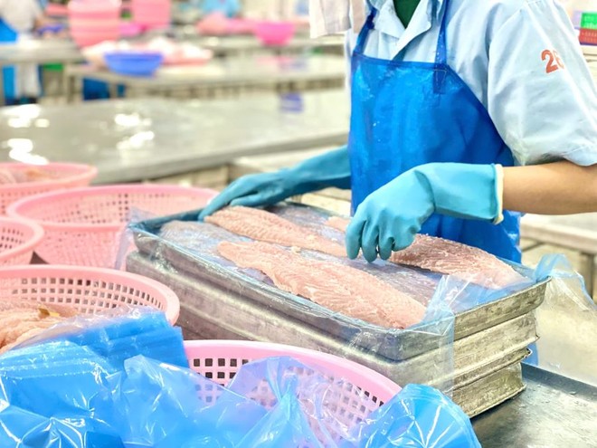 Cá tra Việt Nam có triển vọng xuất khẩu sang khu vực thị trường Mercosur, nhất là Brazil. 