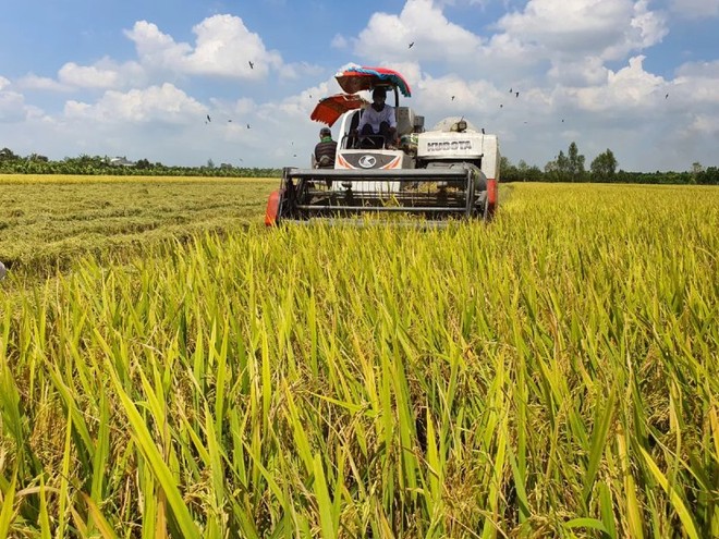 Diện tích sử dụng các giống lúa chất lượng cao, lúa nếp và các giống lúa thuần đã lên tới hơn 61.000 ha, chiếm 76,7% tổng diện tích.