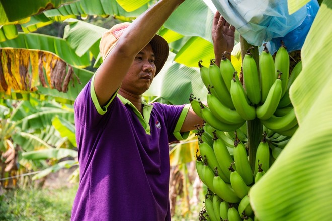 Chuối, dứa, dừa và chanh leo đang có xu hướng mở rộng xuất khẩu và phát triển chế biến sâu.