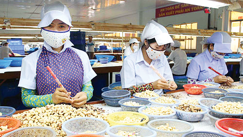 Việt Nam thu 2,8 tỷ USD từ xuất khẩu hạt điều trong 7 tháng năm 2025, tăng 18,3% so với cùng kỳ. 