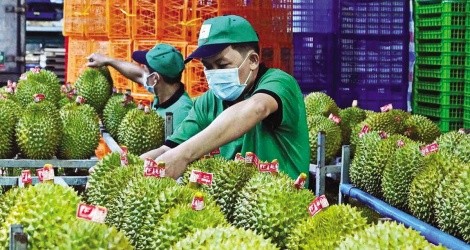 Xuất khẩu sầu riêng đang đứng trước áp lực cạnh tranh gay gắt 