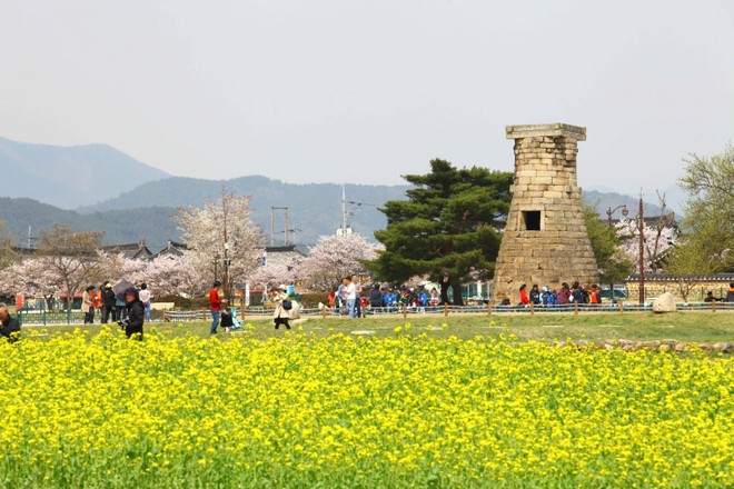 Lễ hội Hoa anh đào Gyeongju. Ảnh: KTO Việt Nam.