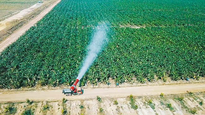 Cánh đồng sản xuất của HAGL Agrico - một doanh nghiệp đã thực hiện soát xét tài chính bán niên 2025. Ảnh: Minh Thi 