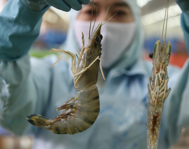 Tôm có nguy cơ mất thị phần tại Mỹ nếu phải chịu mức thuế chống bán phá giá như phán quyết sơ bộ lên tới 33,29%