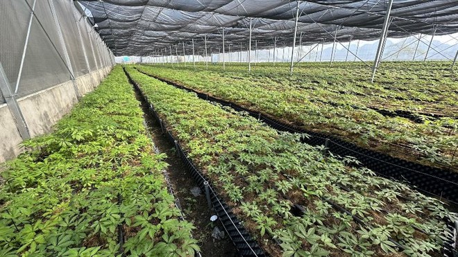 “Báu vật” giữa đại ngàn - chìa khóa thoát nghèo của người Lai Châu 