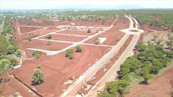 Nhiều rừng thông trong khu vực Dự án Sân golf Đak Đoa đã được di thực, đốn hạ để triển khai. Ảnh: Thanh Tuấn. 