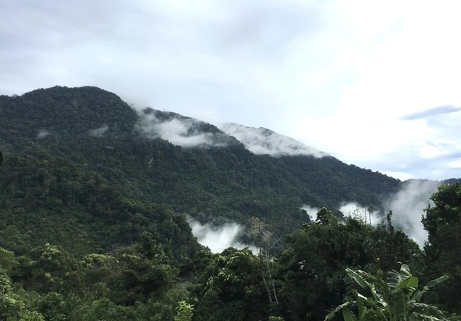 Quảng Ngãi tháo gỡ vướng mắc dự án trồng dược liệu 200 tỷ đồng 