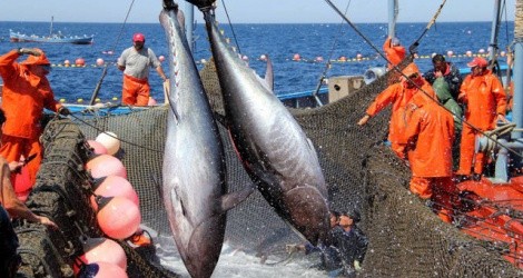 VASEP kiến nghị cơ quan quản lý sớm ban hành hướng dẫn thống nhất, chuẩn hóa bộ hồ sơ giữa các địa phương...