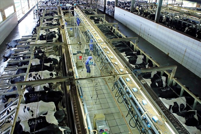Trang trại bò sữa của TH true MILK ở Nghệ An. 
