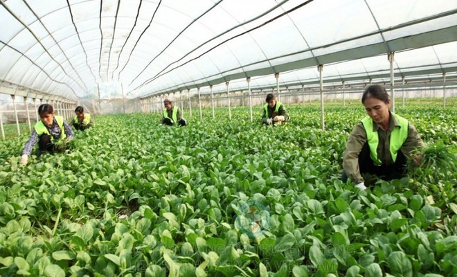 Chính phủ yêu cầu tạo mọi điều kiện thuận lợi theo quy định của pháp luật để khu vực kinh tế tập thể, hợp tác xã phát triển nhanh, bền vững. 