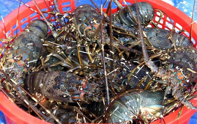 Xuất khẩu sang Trung Quốc 2 tháng đầu năm 2026 khởi sắc, tăng gần 40% so với cùng kỳ năm trước. 