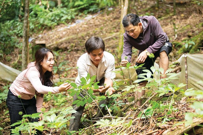 TP. Đà Nẵng đang mở rộng ươm trồng sâm giống Ngọc Linh để phát triển ngành công nghiệp dược liệu 