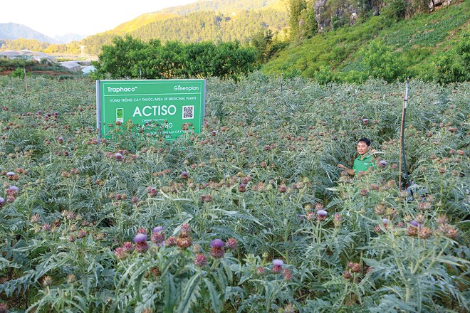 Sắc tím actiso và màu xanh tương lai