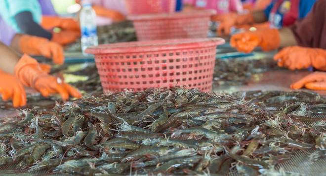 Theo Vasep, thủy sản Việt Nam xuất sang Mỹ không cạnh tranh trực diện với sản phẩm nội địa Mỹ. 