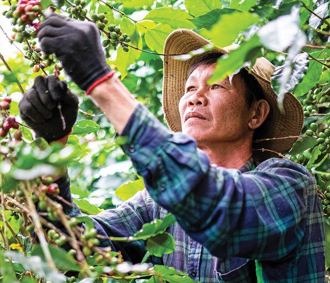 Nông dân thu hoạch cà phê tại Tây Nguyên - nơi doanh nghiệp cùng người dân triển khai mô hình canh tác đạt chuẩn ESG