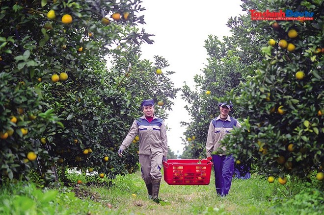 Cắt giảm điều kiện kinh doanh là bước đi có tính chất đột phá nhằm tháo gỡ nút thắt pháp lý, dọn đường cho doanh nghiệp nông nghiệp bứt phá. Ảnh: Đ.T