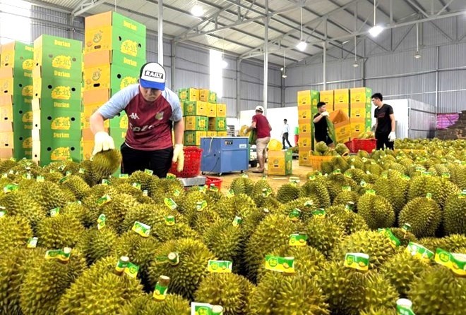 Xuất khẩu rau quả tháng 8 đạt gần 1,4 tỷ USD, đưa kim ngạch xuất khẩu 8 tháng vượt 6,15 tỷ USD, tăng 27,7% so với cùng kỳ. 