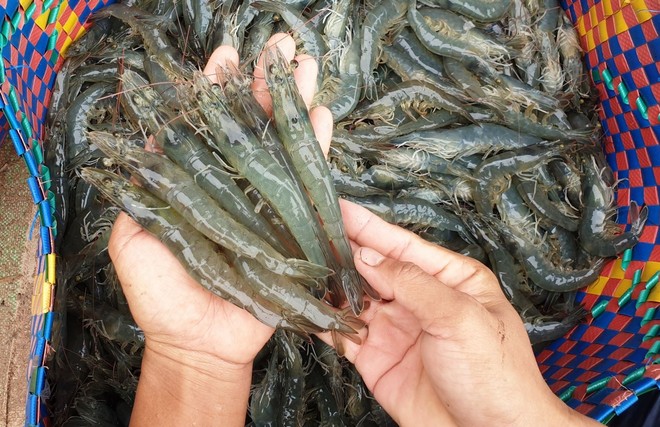 Xuất khẩu tôm sang EU dự báo tăng trưởng tốt nửa cuối năm