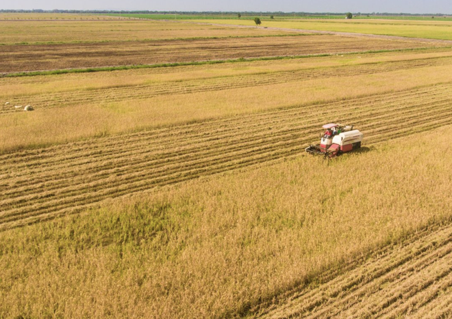 Trung An (TAR) kỳ vọng thoát diện bị hạn chế giao dịch, Tổng giám đốc đăng ký mua 1,2 triệu cổ phiếu