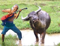 “Trâu ơi ta bảo trâu này. Lên sàn chứng khoán mà... cày với ta”.