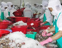 Chế biến tôm tại công ty Minh Phú (Cà Mau).