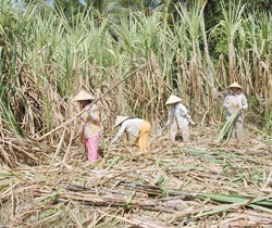 Lý do bảo vệ người trồng mía chưa thuyết phục để ngành đường kêu gọi bảo hộ
