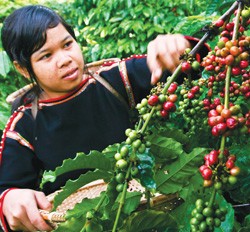 Hầu hết các nhà sản xuất cà phê tại Buôn Mê Thuột khá lạ lẫm với giao dịch kỳ hạn
