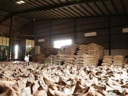 Ký gửi càphê tại kho các đại lý và doanh nghiệp thường tiềm ẩn rủi ro